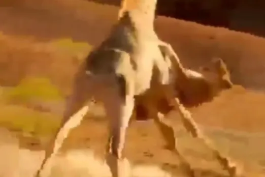 Animal Viral Video