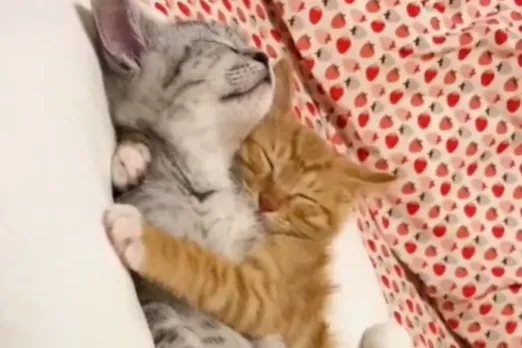 Animal Viral Video