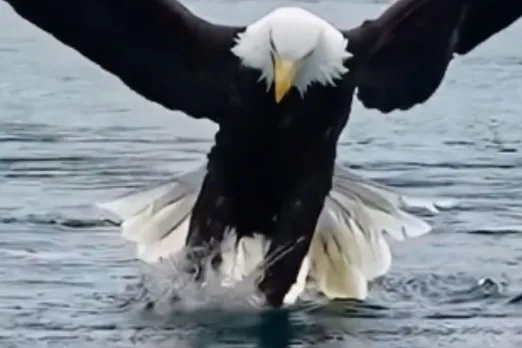 Animal Viral Video