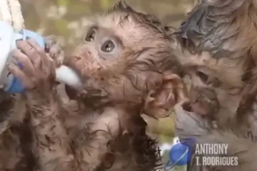 Animal Viral Video