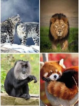10 Rare Animal Species of India
