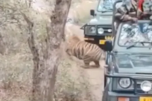 Animal Viral Video