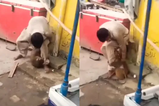 Animal Viral Video