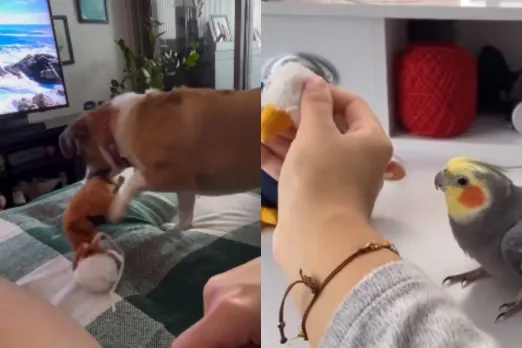 Animal Viral Video: Not just humans, Animals get Jealous too! Watch their priceless reaction when they are ignored