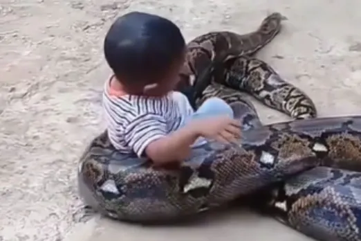 Animal Viral Video