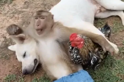 Animal Viral Video