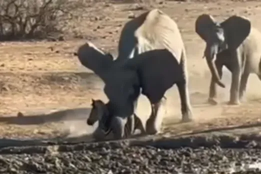 Animal Viral Video