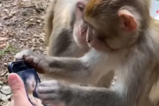 Animal Viral Video