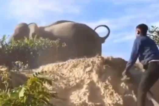 Animal Viral Video