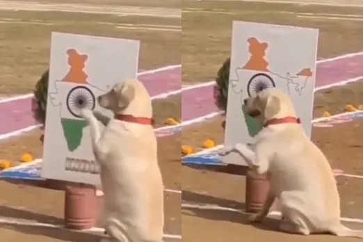 Animal Viral Video