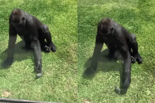 Animal Viral Video