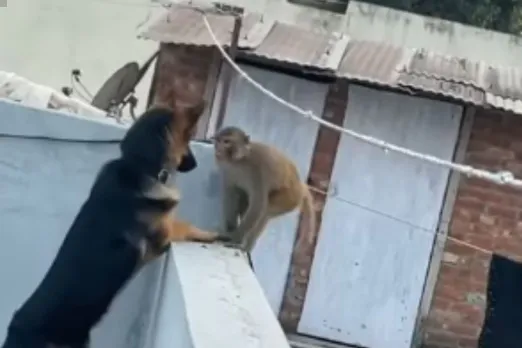 Animal Viral Video