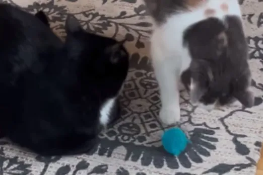 Viral Video