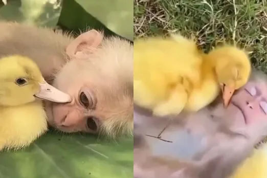 Animal Viral Video