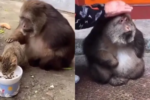 Animal Viral Video