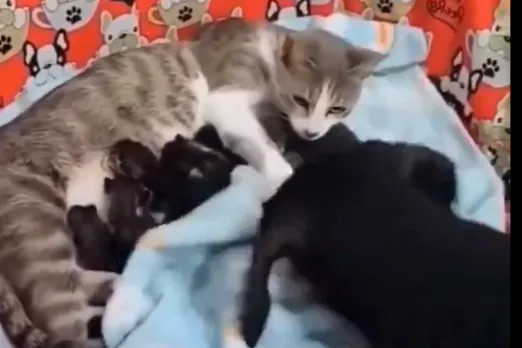 Animal Viral Video