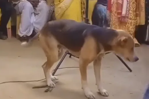 Viral Video