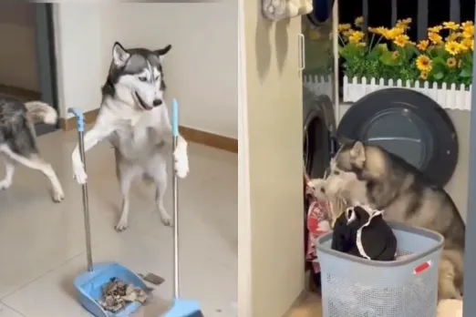 Animal Viral Video