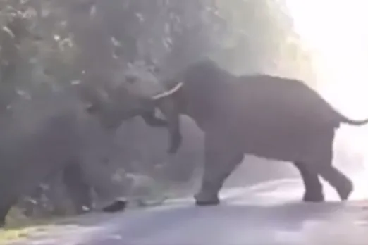 Animal Viral Video