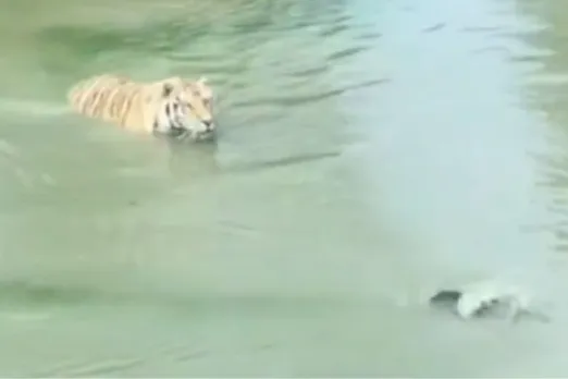 Animal Viral Video