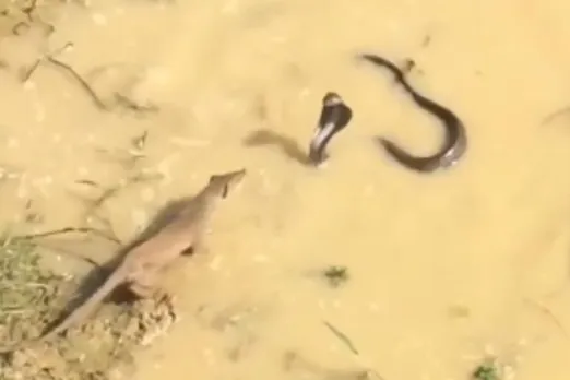 Animal Viral Video