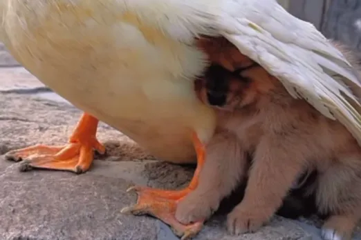 Animal Viral Video