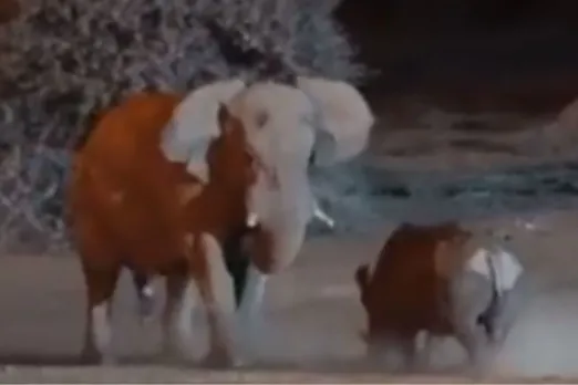 Animal Viral Video