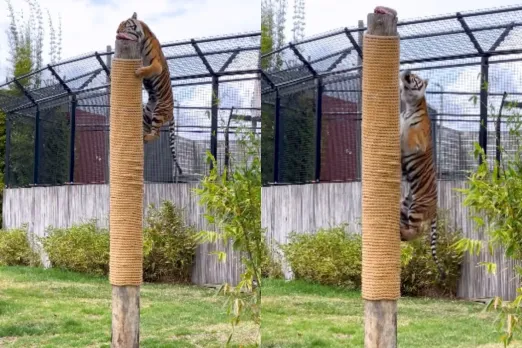 Animal Viral Video