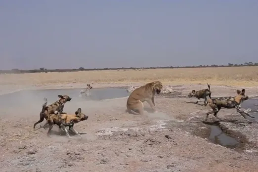 Animal Viral Video