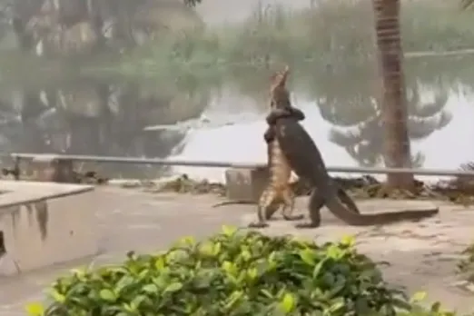 Animal Viral Video