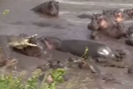 Animal Viral Video
