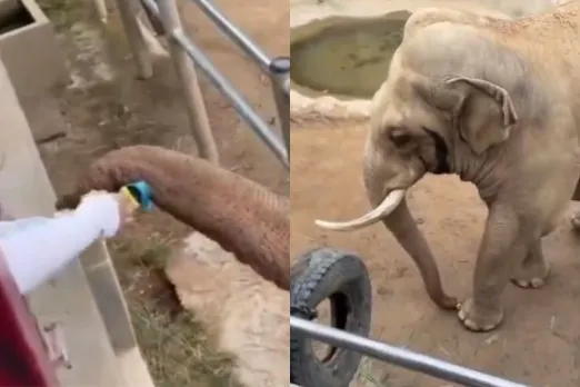 Animal Viral Video