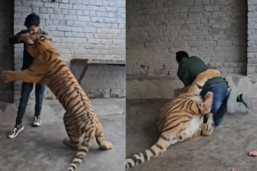 Animal Viral Video