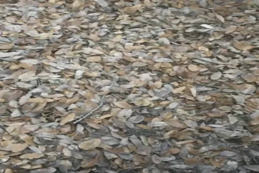 Optical Illusion