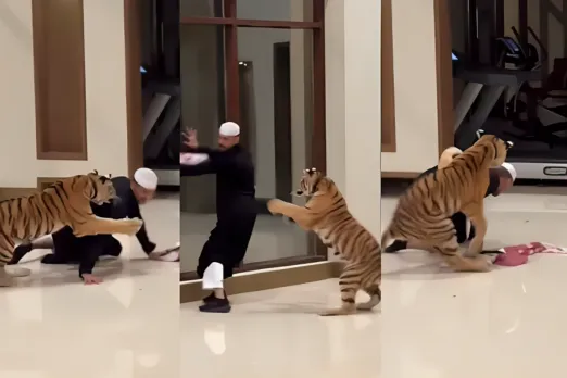Viral Animal Video