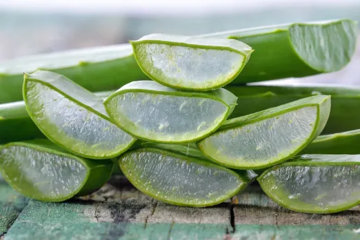 Aloe Vera Benefits