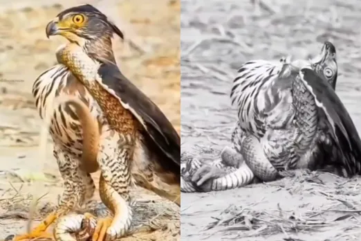 Animal Viral Video