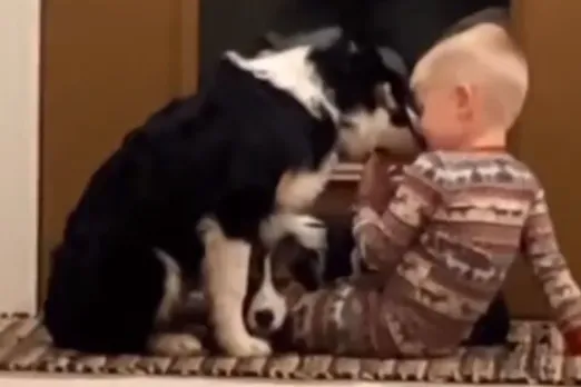 Animal Viral Video
