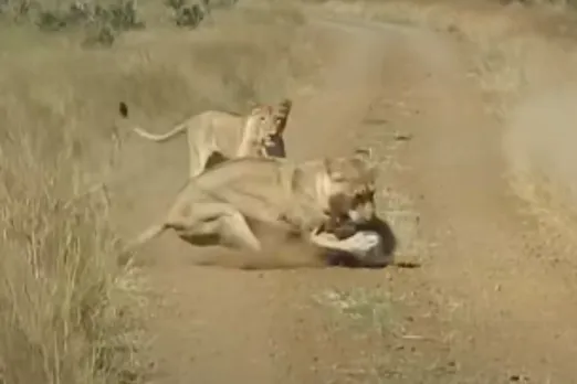 Animal Viral Video