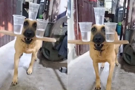 Animal Viral Video