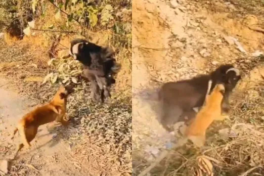 Animal Viral Video