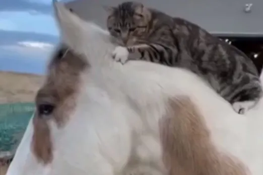 Animal Viral Video