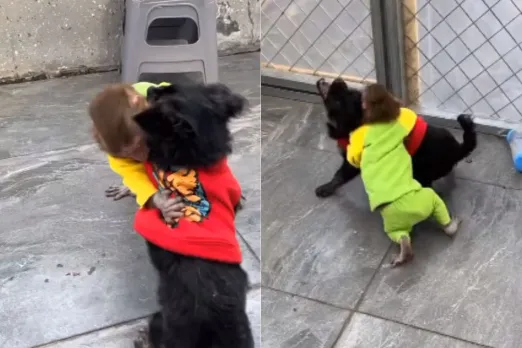 Animal Viral Video