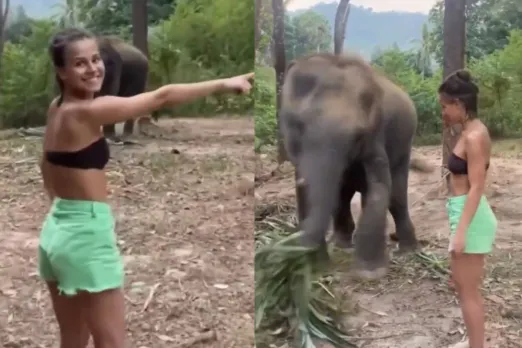 Animal Viral Video