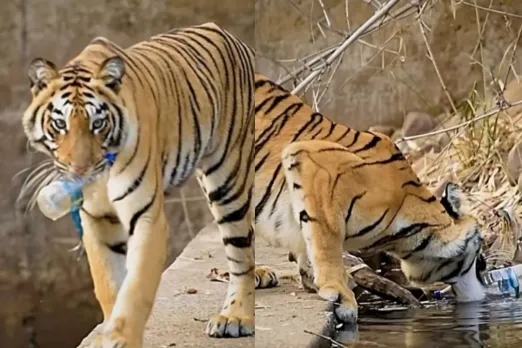 Animal Viral Video