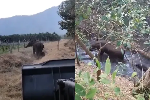 Animal Viral Video