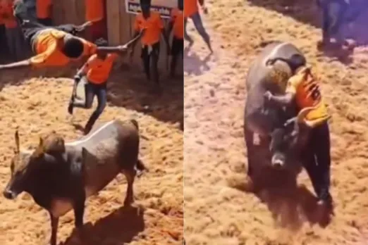 Animal Viral Video
