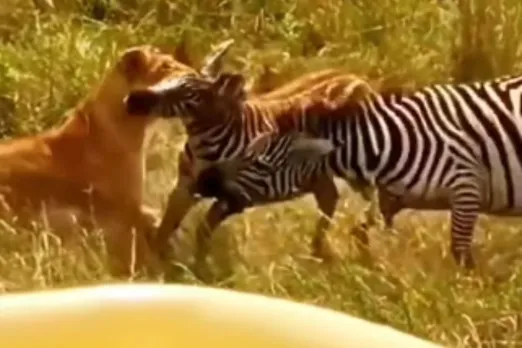 Animal Viral Video