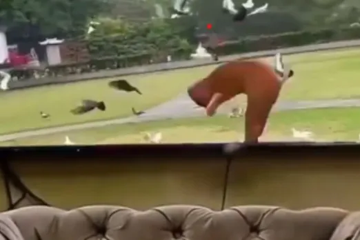 Animal Viral Video