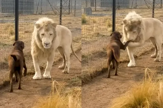 Animal Viral Video